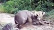León vs Cocodrilo, Gnu,Hipopótamos,Cebras,Leones y Búfalos Pelea Real#la Mayoría de los Increíbles Animales Salvajes Ataque