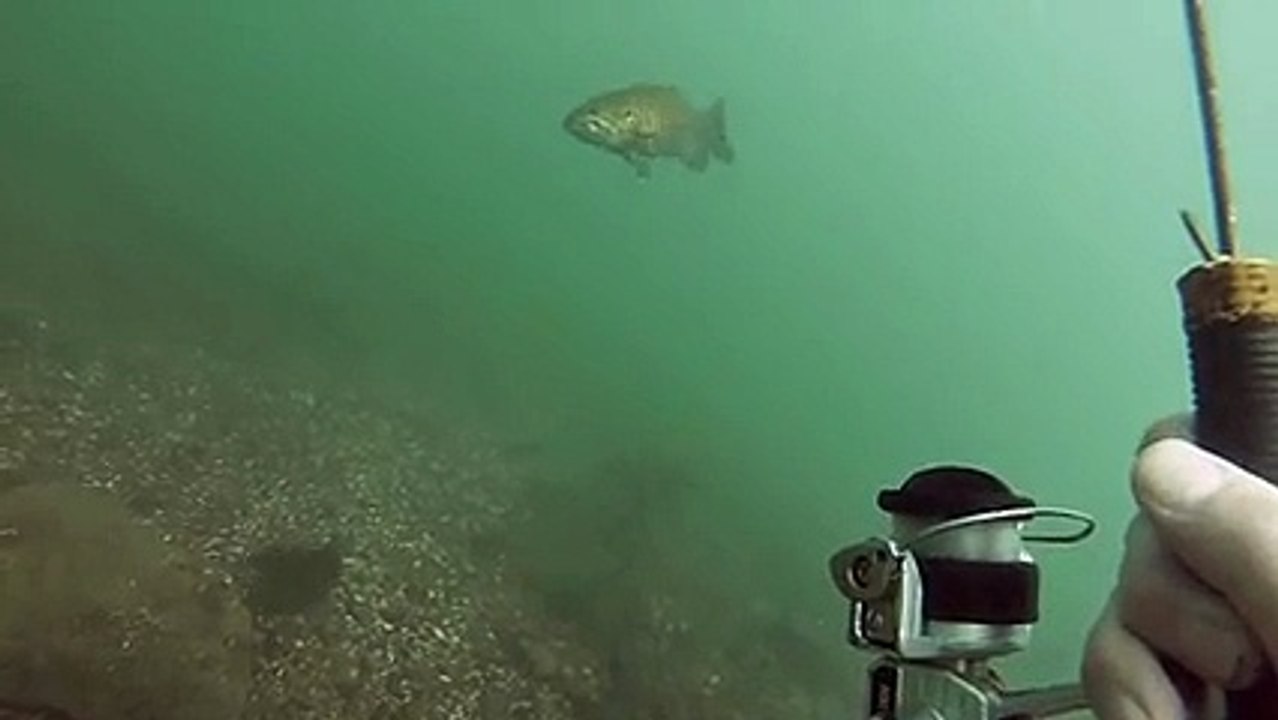 La peche sousmarine avec une canne peche