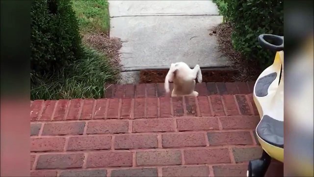 Ce chiot n'a pas encore la notion de distance : fail douloureux dans les escaliers