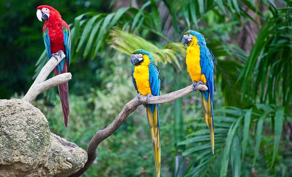 Дикая природа Австралии. Большие попугаи. Документальный фильм