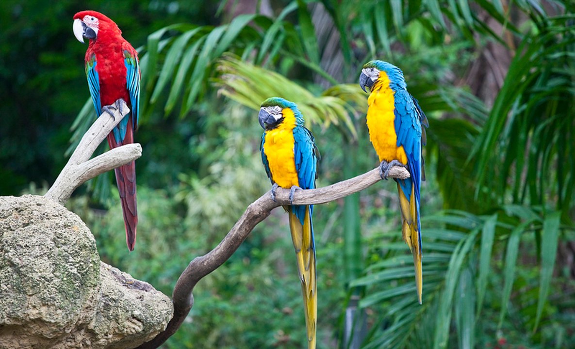 Дикая природа Австралии. Большие попугаи. Документальный фильм