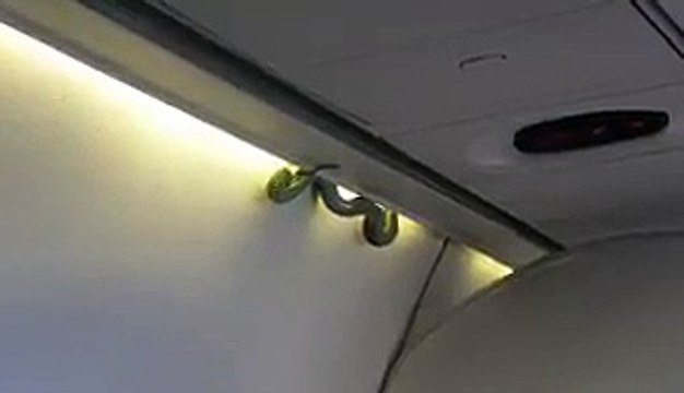 Passengers Shocked When They Saw Snake On Plane