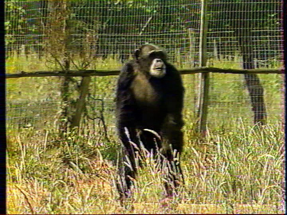 pas folles les betes 2