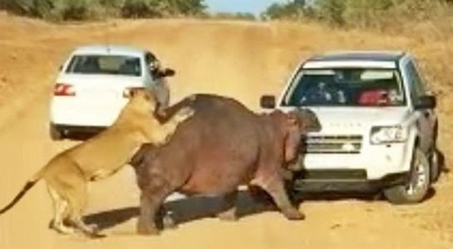 Un groupe de lions attaque un hippopotame !