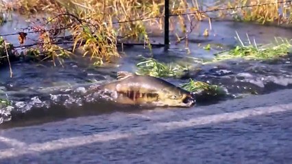 Surprenant, des saumons traversent une route
