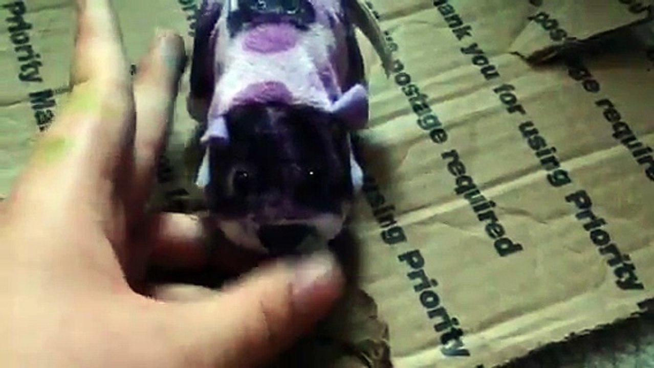 Zhu Zhu Pets Review On Twitch