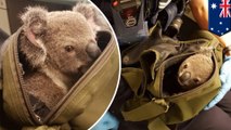 Australian cops find baby koala in wanted woman’s backpack