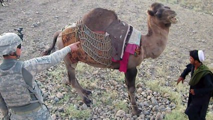 Must watch funny camel