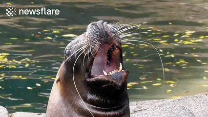 A sea lion duet