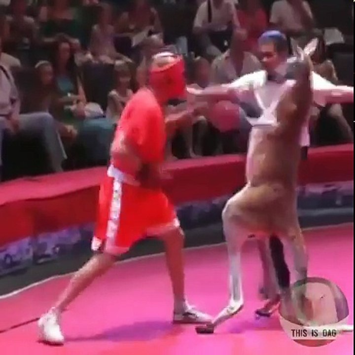 Funny boxing ever with Kangaroo
