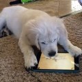 Un chiot joue à l'iPad