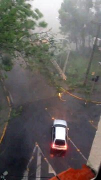 Brésil : une tempête très violente déracine des arbres !