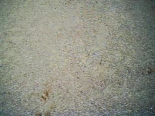 Mabrouk Le dogue du tibet et pepette pinsher