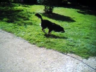 Mabrouk Le dogue du tibet 3 ( 8 mois )