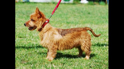 Australian Terrier