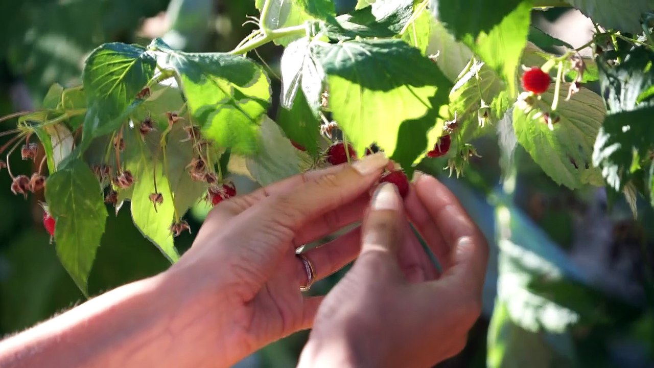 Crème hydratante pour les mains biologique framboise