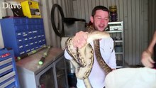 Un python se venge d'un homme qui tentait de le sortir de son garage !