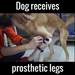 Cane Riceve Protesi Per Le Sue Zampe