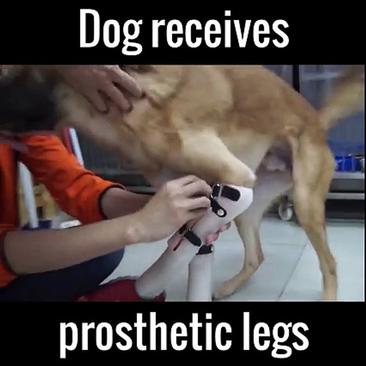 Cane Riceve Protesi Per Le Sue Zampe