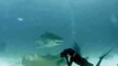 Ce plongeur failli se faire arracher la tête par un requin-tigre !