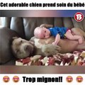 cet adorable chien prend soin du bébé!!...... trop mignon!!