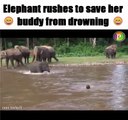 elephant rushes to save her buddy from drowning