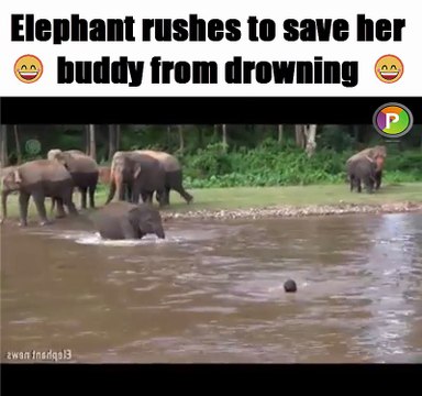 elephant rushes to save her buddy from drowning