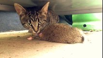 Cat Eats a Whole Rabbit