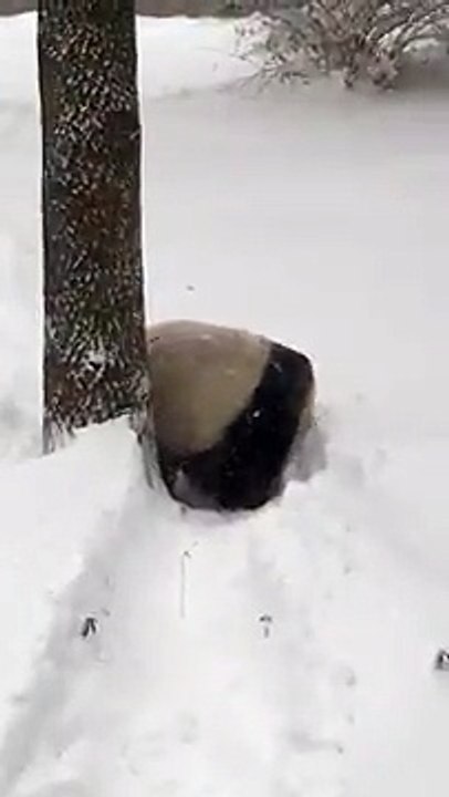 Панда радуется снегу