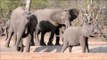 Southern Africa Drought Takes Toll on Animals in Kruger Park