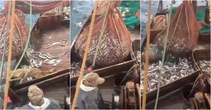 Pescadores russos encontram surpresa ao puxar rede do mar