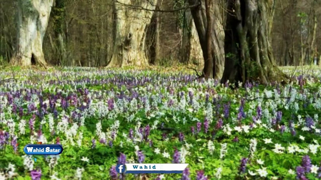 Ahmad Zahir Tu Ba Yak Dasht Por Az Gul -احمد ظاهر تو به یک دشت پر از گل