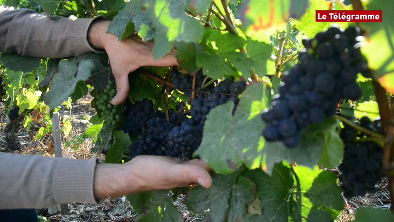 Brest. Le Sancerre en vedette au salon des vins de Penfeld