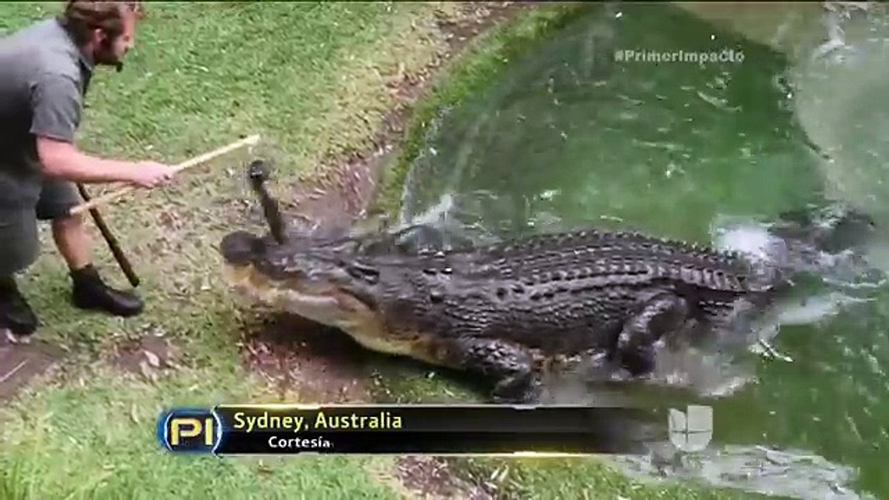 Mira esta peculiar propuesta de matrimonio