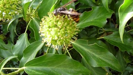 Vespa velutina identikit di un killer dell'ambiente