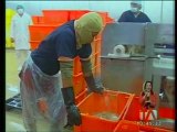 Exportadores de camarón, optimistas por la firma del convenio con la UE