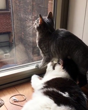 Un chat s'allonge sur la tête d'un autre chat