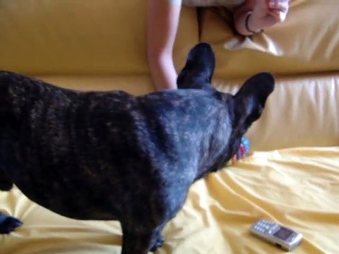 Val, le Bouledogue francais qui chante French Bulldog