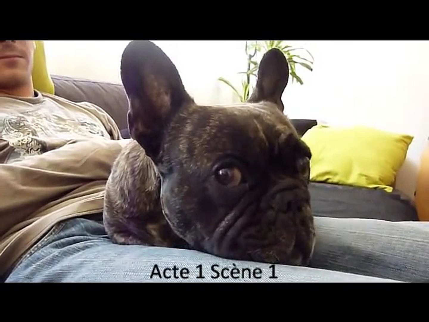Val Mon Bouledogue Francais Qui Parle French Bulldog Talking Video Dailymotion