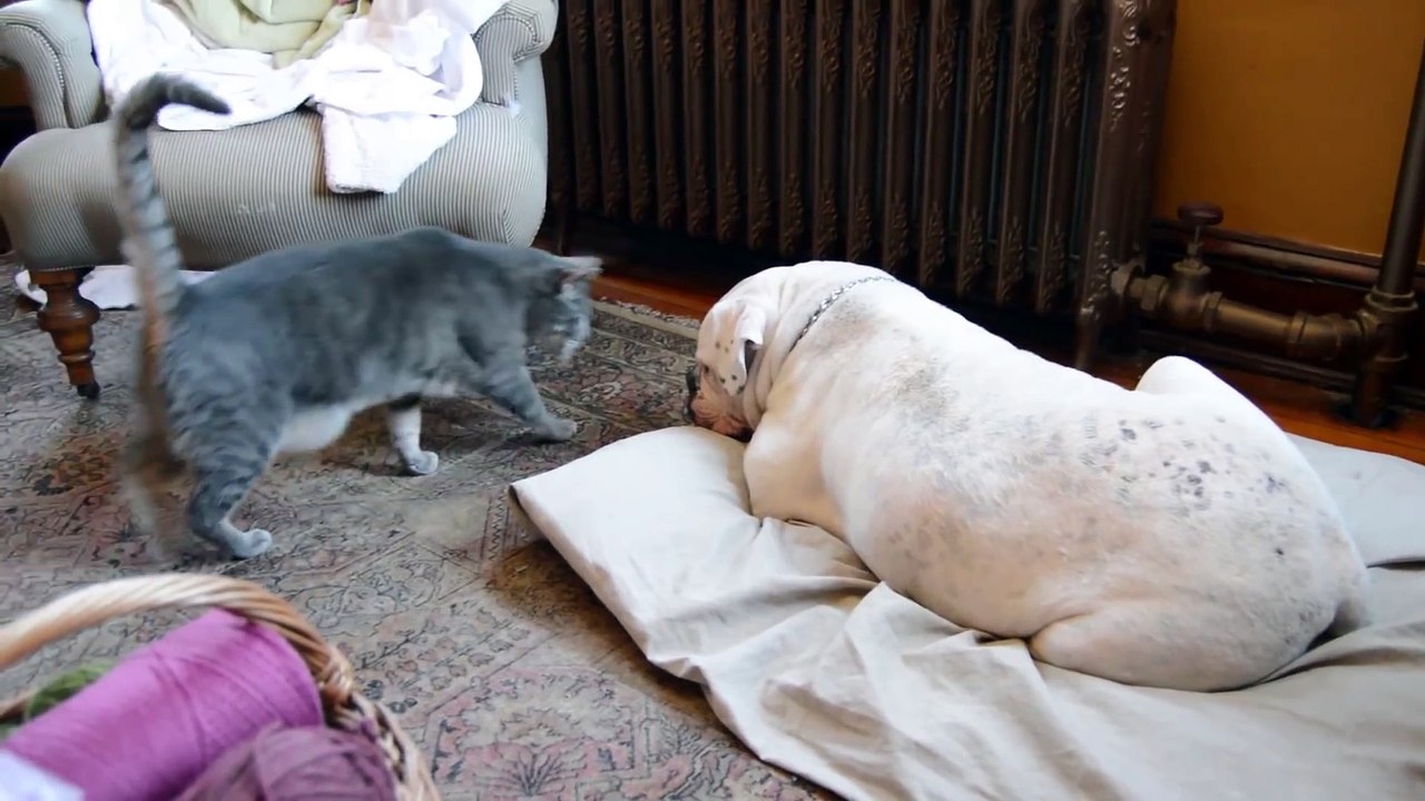 When a Cat Loves a Bulldog