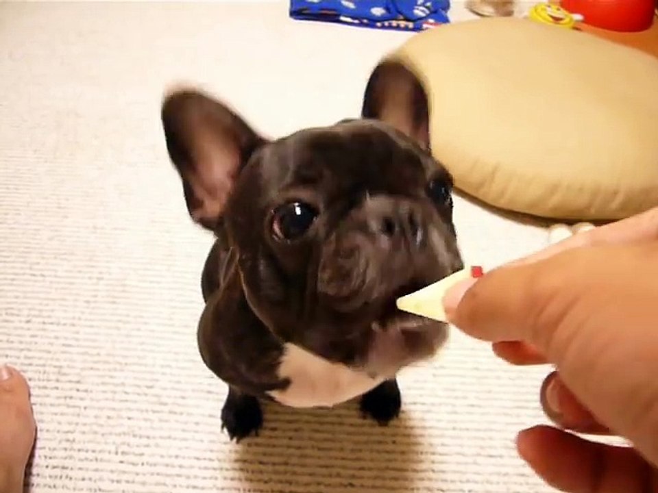 りんごを味わって食べる French Bulldog anko フレンチブルドッグ あんこ