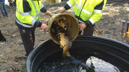 Vidange d'un étang du parc de la Gournerie