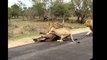 15 CRAZIEST Animal attacks Caught On Camera #2 Most Amazing Wild Animal Attacks