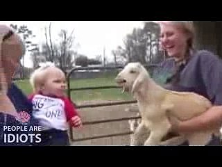 Animali pasticcioni e buffi