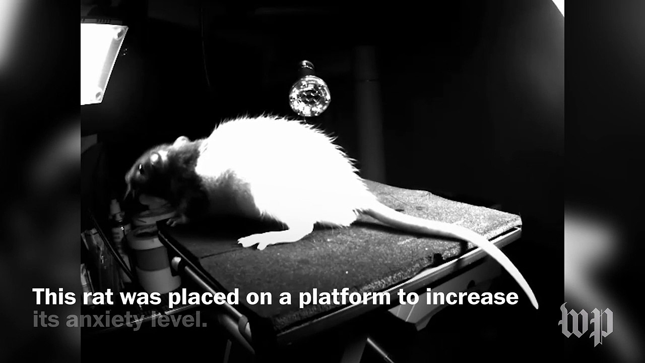 These rats are being tickled for science