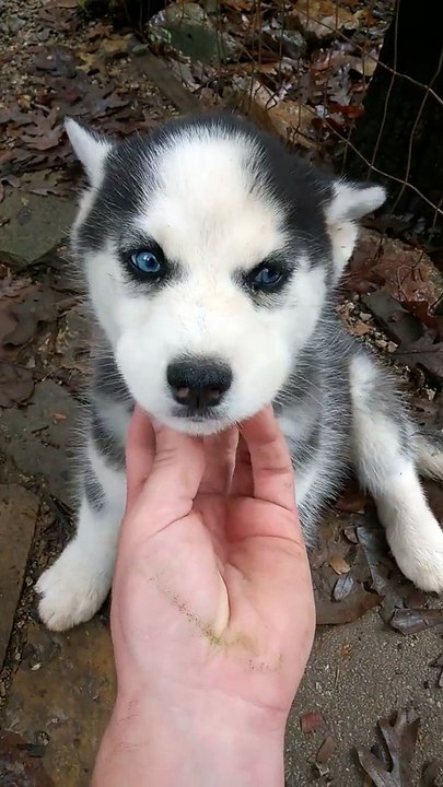this Husky puppy need some love