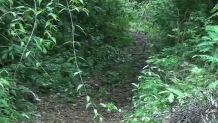 Perícia aponta que garoto encontrado em matagal foi morto a facadas