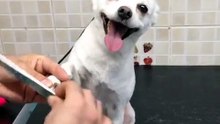 Dem Hund die Nägel feilen :D