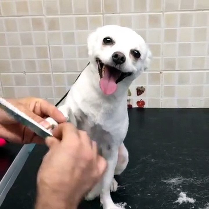 Dem Hund die Nägel feilen :D