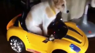 Funny Animals Crazy Dogs  videos 2016 cute dogs cats pets animal (FULL HD)